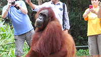 Reece's Borneo Malaysia Adventure